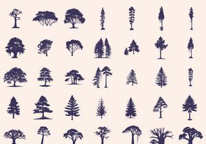 Silhouettes Trees Set, Pine Tree fir pruce cedar white patch alder elm birch ash cypress beech palm tree.