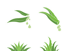 Aloe Vera logo icon design symbol beauty skin care