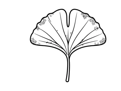 Ginkgo-Blatt-Illustration, die natürliche Schönheit und botanische Details zeigt. Künstlerische botanische Zeichnung mit Betonung auf Pflanzenstruktur und Eleganz.