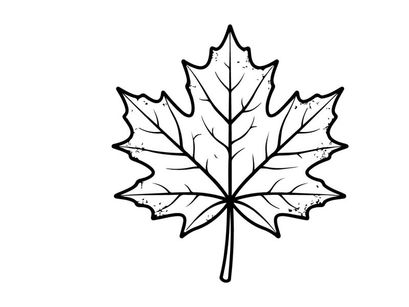 Detaillierte Ahornblatt-Illustration. Künstlerische botanische Zeichnung für Designprojekte