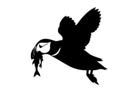 Silhouette of a puffin flying with a fish in its beak outdoors