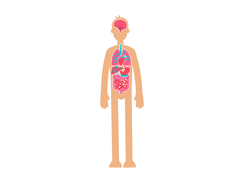 Human body anatomy flat color vector faceless character