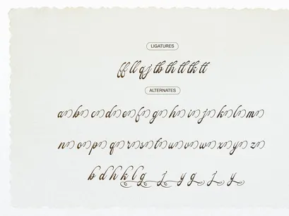 Pitholica Delicate | Classic Elegant Script
