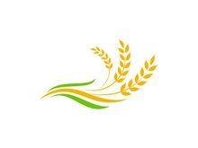 Agriculture wheat rice icon illustration