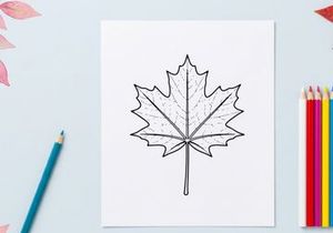 Close-up of a detailed maple leaf. Natural autumn foliage in bright daylight