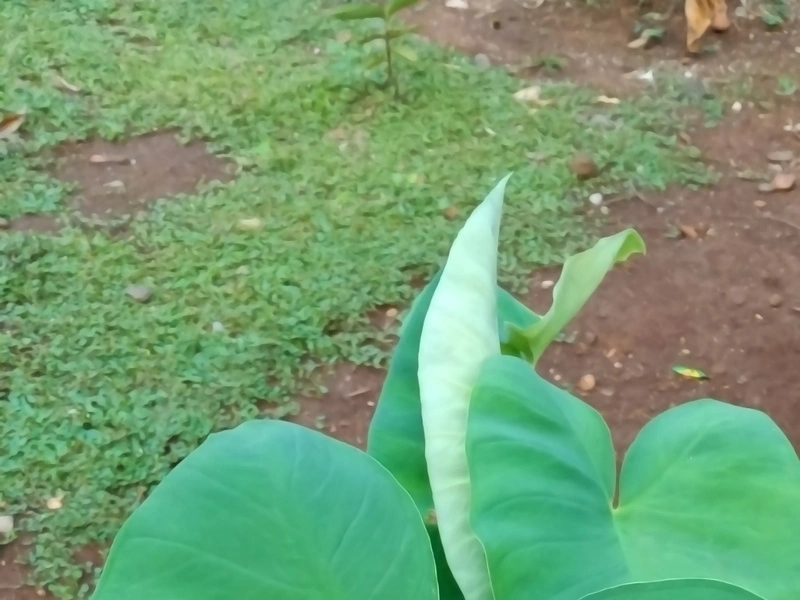 Green taro leaves