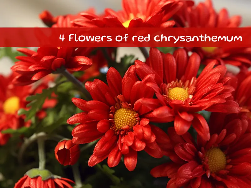 Flowers of red chrysanthemum
