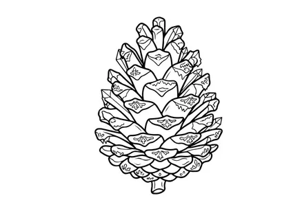 Close-up pine cone pada latar belakang putih. Detail botani alami untuk tema alam atau hari raya.