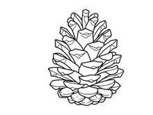 Close-up of a pine cone on white background. Natural botanical detail for nature and holiday themes.