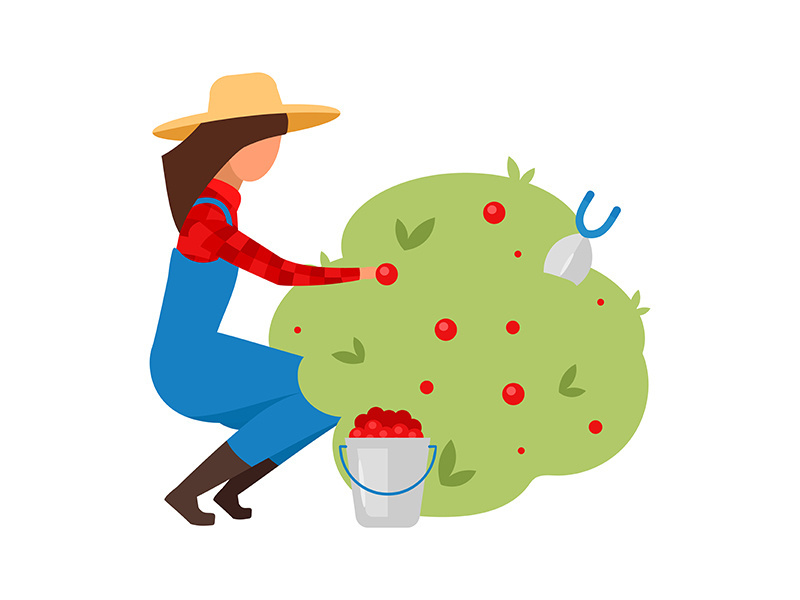Female farmer picking berries flat vector illustration
