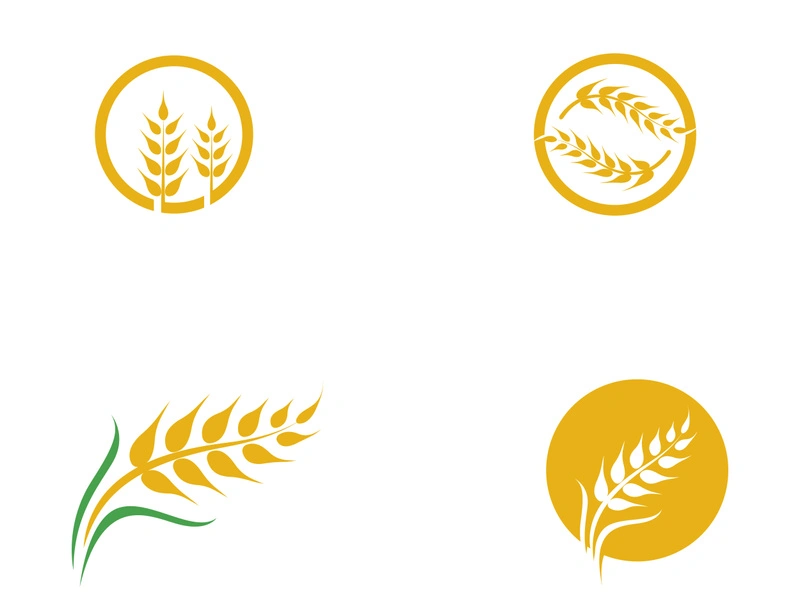 Agriculture wheat vector