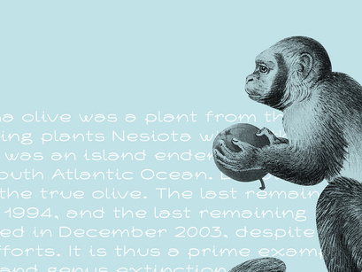 Nesiota - Free Font