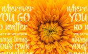 Yellow Ginger Font
