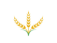Agriculture wheat vector