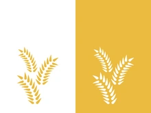 Wheat logo vector icon illustration design