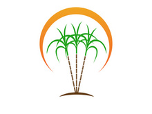 Sugarcane logo vectcr