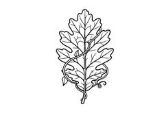 Close-up of a detailed oak leaf with intricate vein patterns. Natural botanical detail for environmental or nature themes.