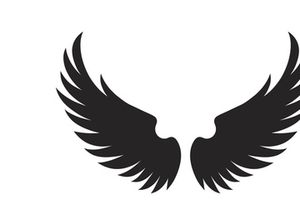 black bird wing logo vector