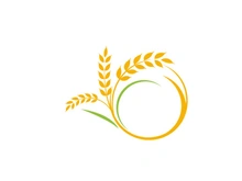 Agriculture wheat rice icon illustration