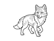 Gray wolf walking vector illustration flat design