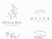 Hand drawn Botanical logo,leaf and natural olive fruit .Herbal, olive oil,cosmetic or beauty.