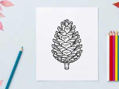Close-up of a pine cone on a white background. Natural botanical detail for nature and outdoor themes.