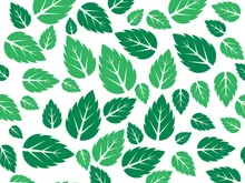 Mint Leaf icon template  illustration
