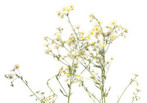 3 Meadow Plant Cutouts