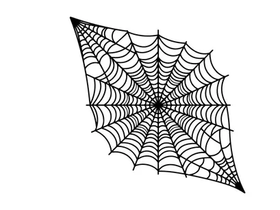 Close-up of a Spider Web with Dew Drops in Morning Light