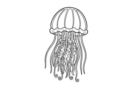 Jellyfish underwater floating sea life vector illustration