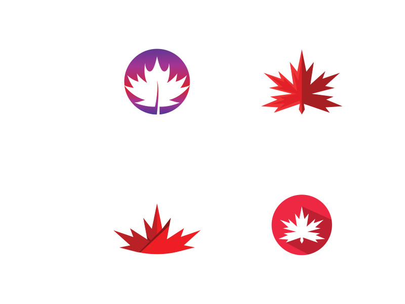 Maple leaf vector illustration design template