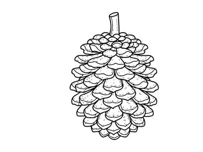 Close-up of pine cone with textured details. Natural botanical element for nature, outdoor, or holiday themes.