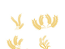 Wheat logo vector icon illustration design