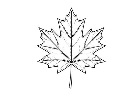 Close-up of a detailed maple leaf. Natural autumn foliage in vibrant colors.