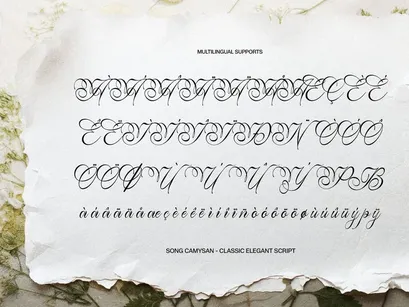 Song Camysa | Classic Elegant Script