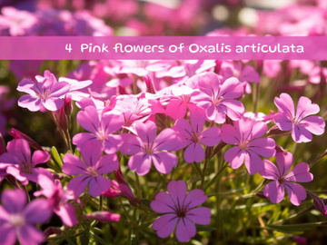 Pink flowers of Oxalis articulata preview picture
