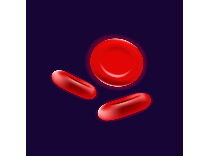 Blood cells realistic vector illustration