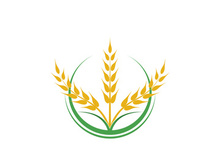 Agriculture wheat vector