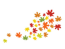 Maple Leaf design illustration