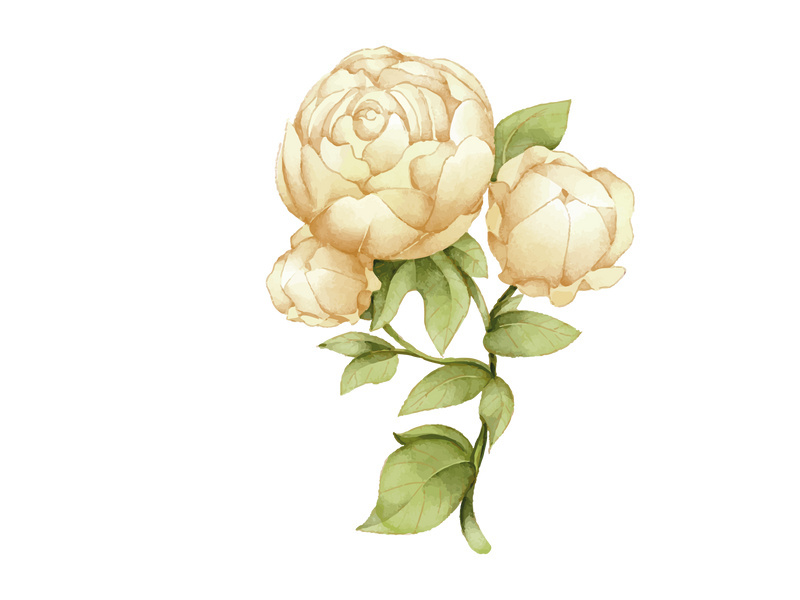 Vector Flower Watercolor Illustration