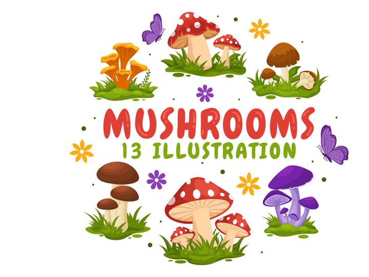 13 Mushrooms Design Illustration