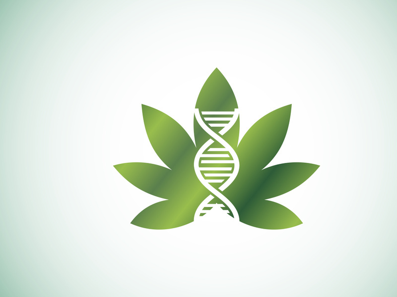 Marijuana leaf. Medical cannabis. Hemp oil. cannabis or marijuana leaf logo