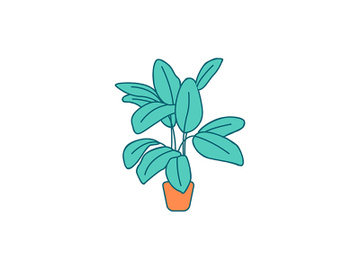 Indoor ficus flat color vector object preview picture