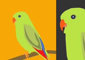 Birds Vector Bundle