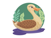 duck mallard swimming in the pond