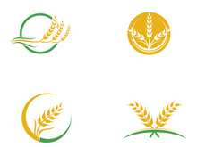 Agriculture wheat vector
