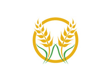 Agriculture wheat vector