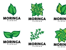 Leaf Logo, Eco Green Plant Vector, Green Earth