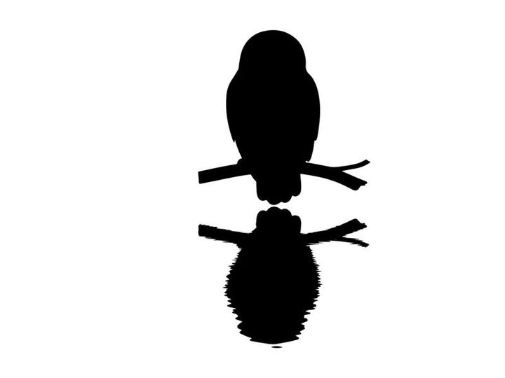 Silhouette of a bird perched on a branch with reflection