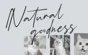 Schrödinger’s Signature Font